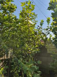 De vanzare catalpa,tei,platan,mesteacan,magnolie grandiflora