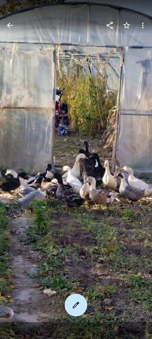 Rațe și rățoi românești