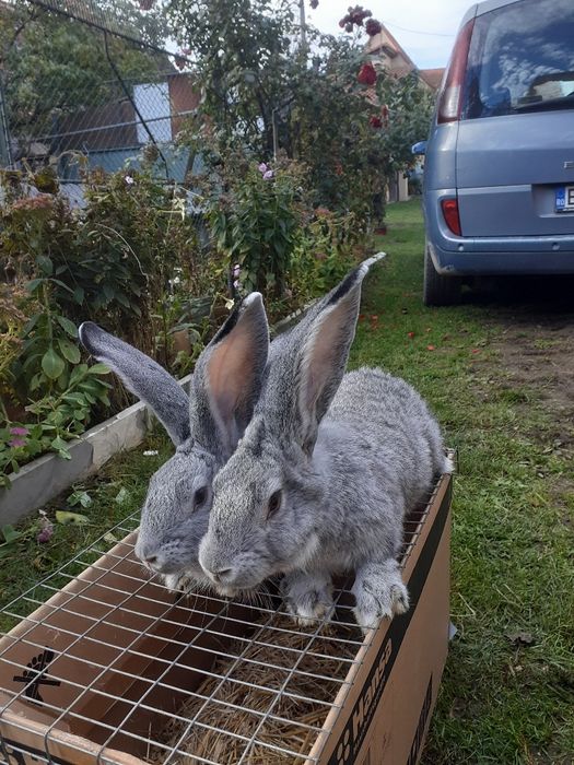 Vănd iepuride rasă masculi