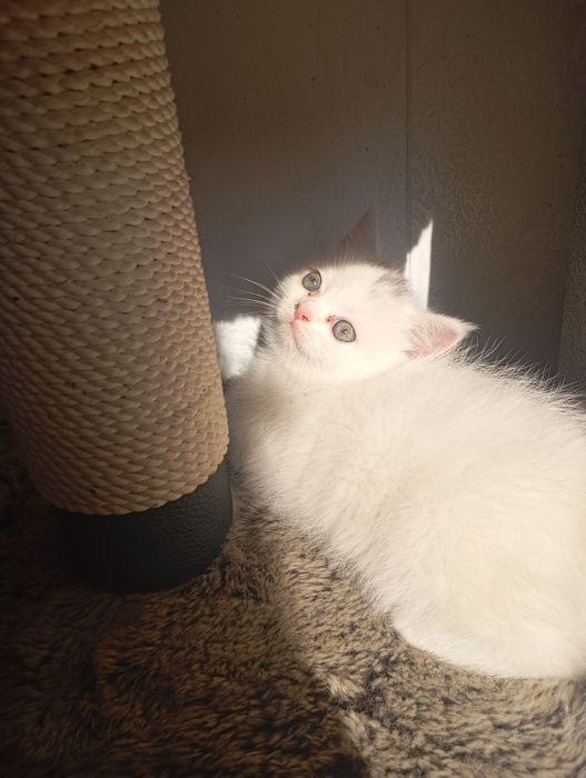 Котята британские чистокровные