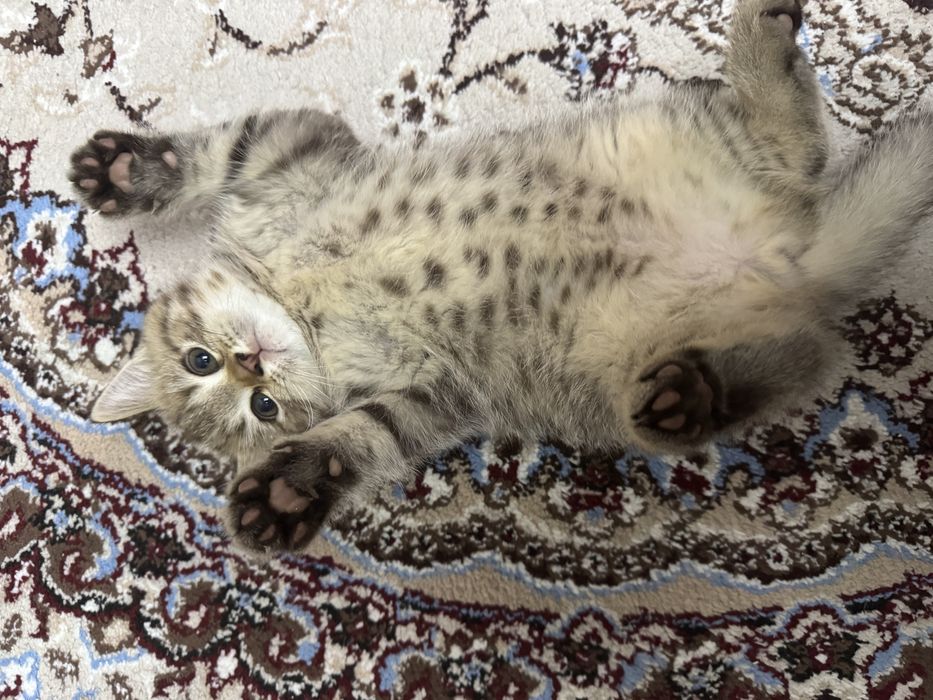 Продаются британские котятя