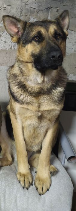 Вязка. Кобель немецкая овчарка рабочего разведения