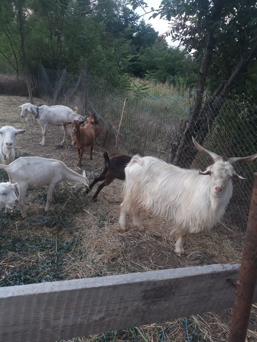 Capre de vânzare pentru mai multe sunati