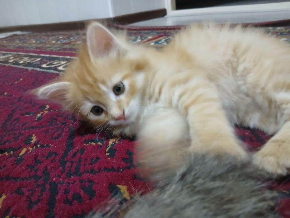 Zotli mushuk bolalari bepul