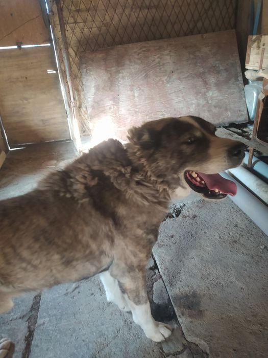 Kuchuk sotiladi 1 yarm yosh paqat yaxshi boqadgan honadonga sotiladi