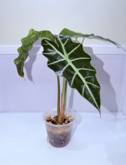 Алоказия, комнатные растения, комнатные цветы