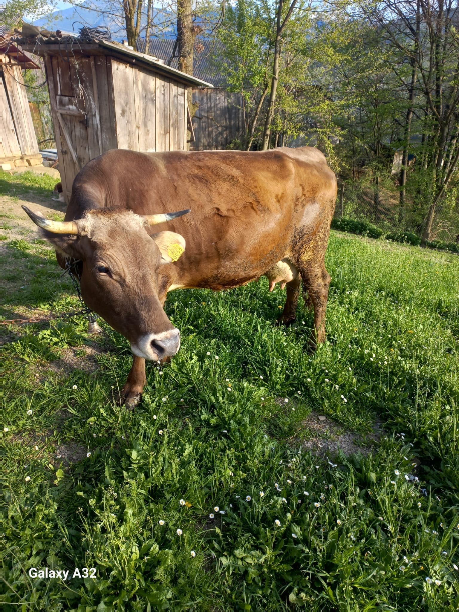 Vând Brună de Maramureş