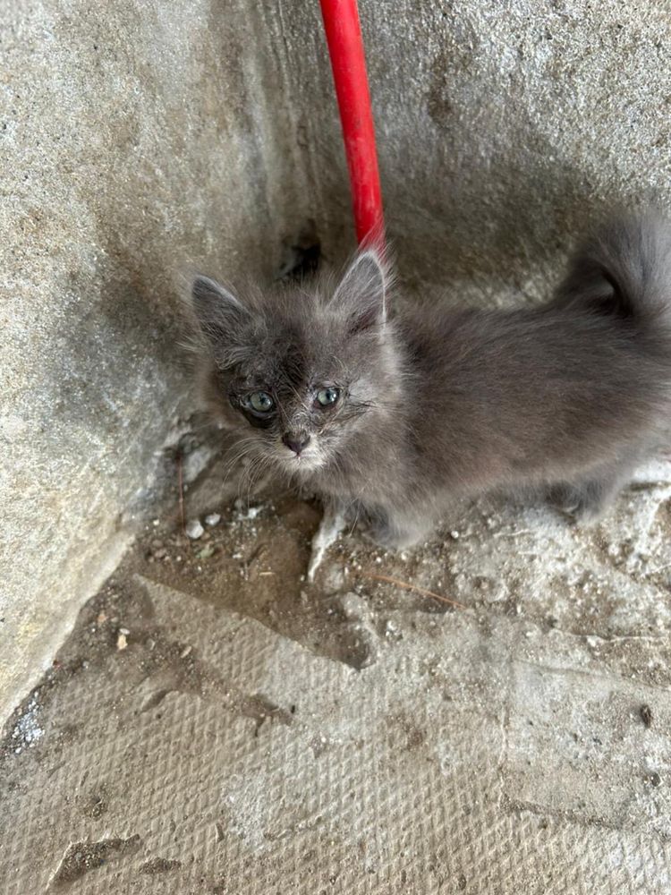 Отдам котят в доброе руки
