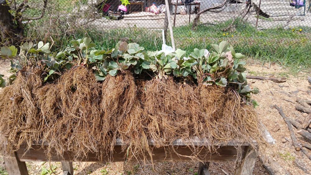 Разсад ягоди холадски и италянски