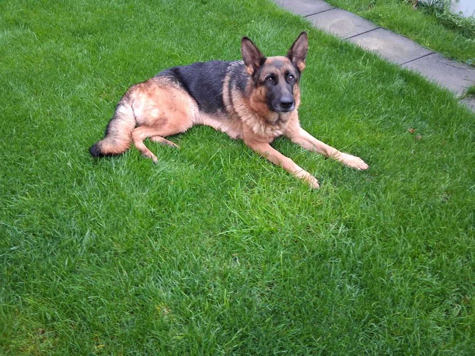 Две немски овчарки | мъжка и женска