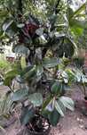Ficus de vânzare