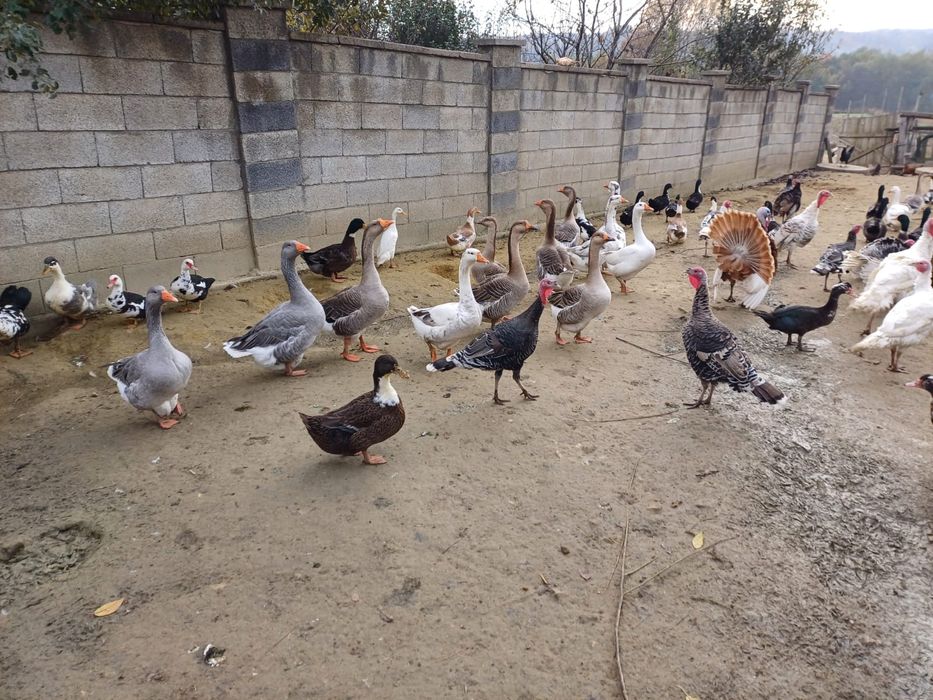 Rațe, curci și gâște
