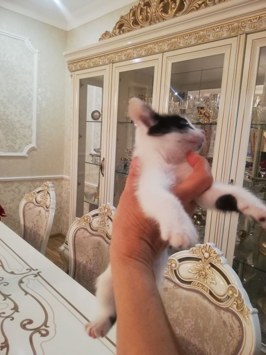 Отдам котят в дрбрые руки