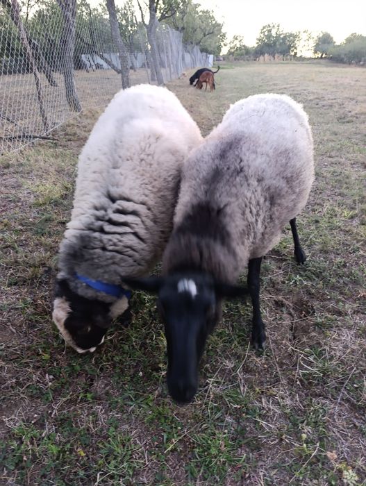 Vând oi de rasa Romanov