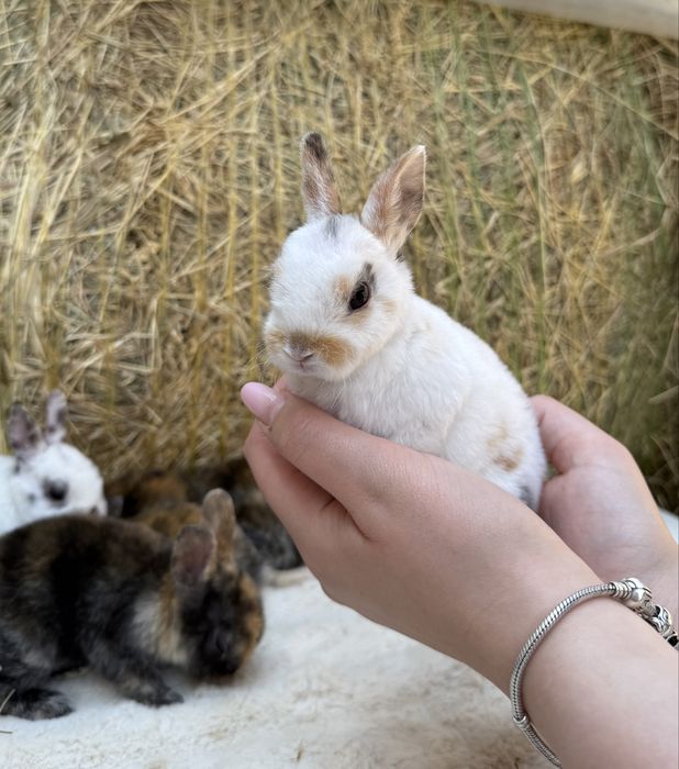 Vand iepuri rex pitic