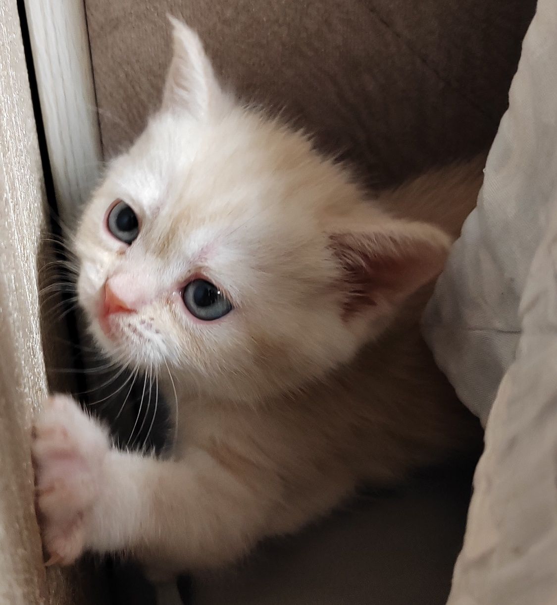 Шотландские Вислоухие Скоттиш Страйд котята от правильной вязки!