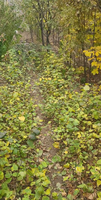 Dub, Chinor, Kashtan ko‘chatlari sotiladi!