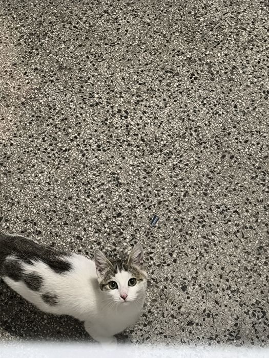 Котенце търси дом