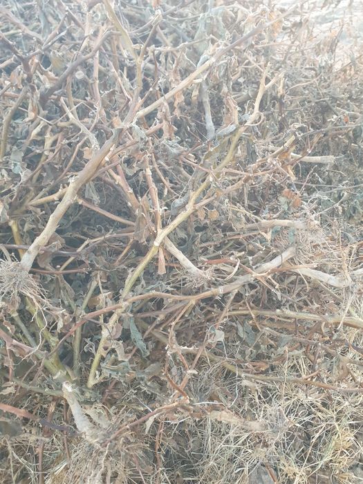 Утин сотилади тандирга