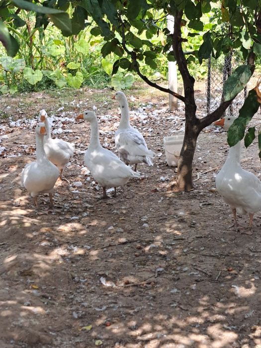 Vând.       Gâște.