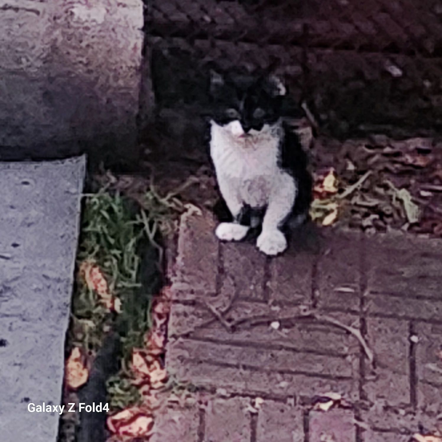 Подарявам сладки котенца