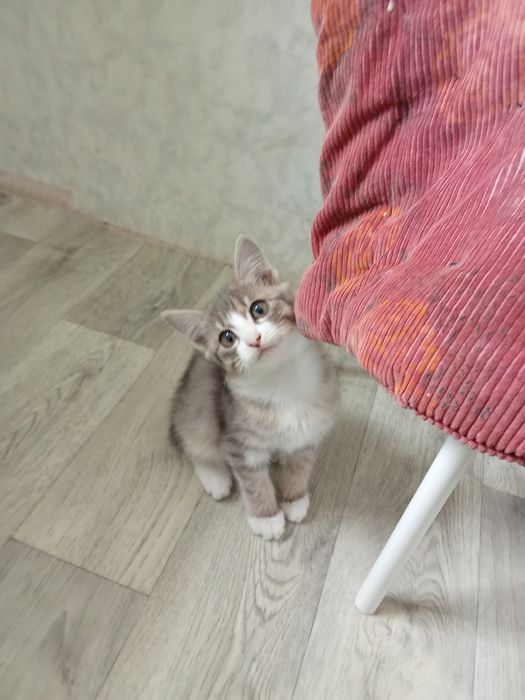 Отдам котенка бесплатно