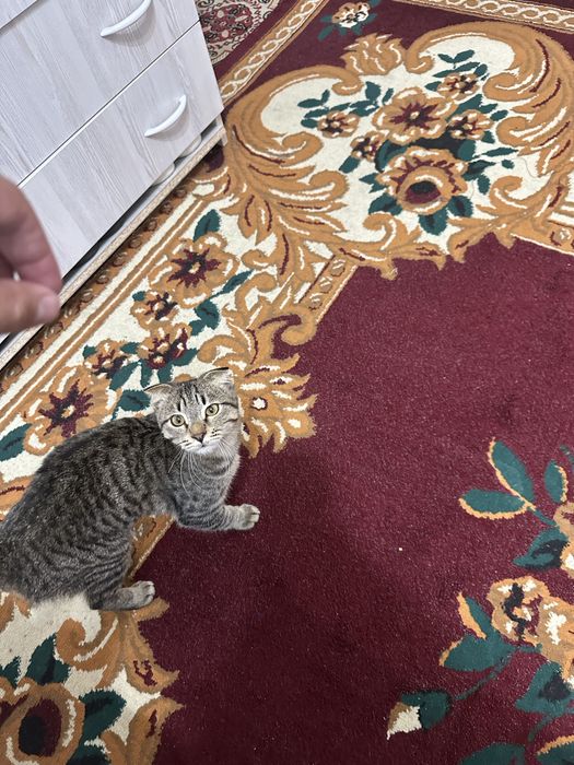 Scottish Fold aqilli mushuk