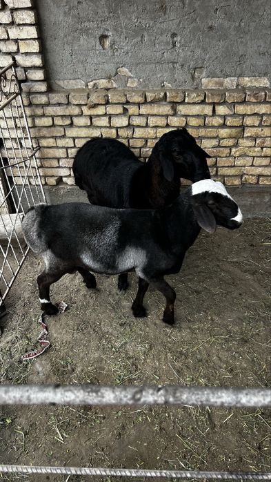 2ta quchqorcha sotiladi