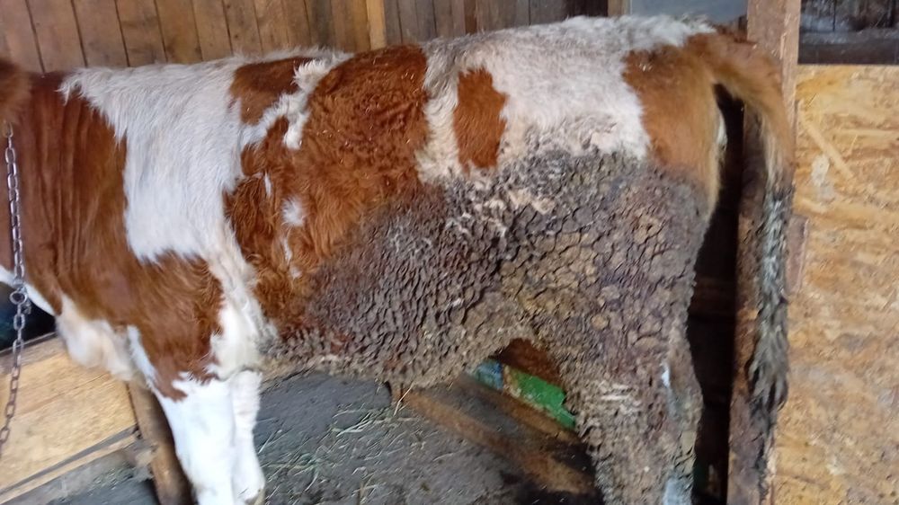 Vând 2 visele pret negociabil la telefon