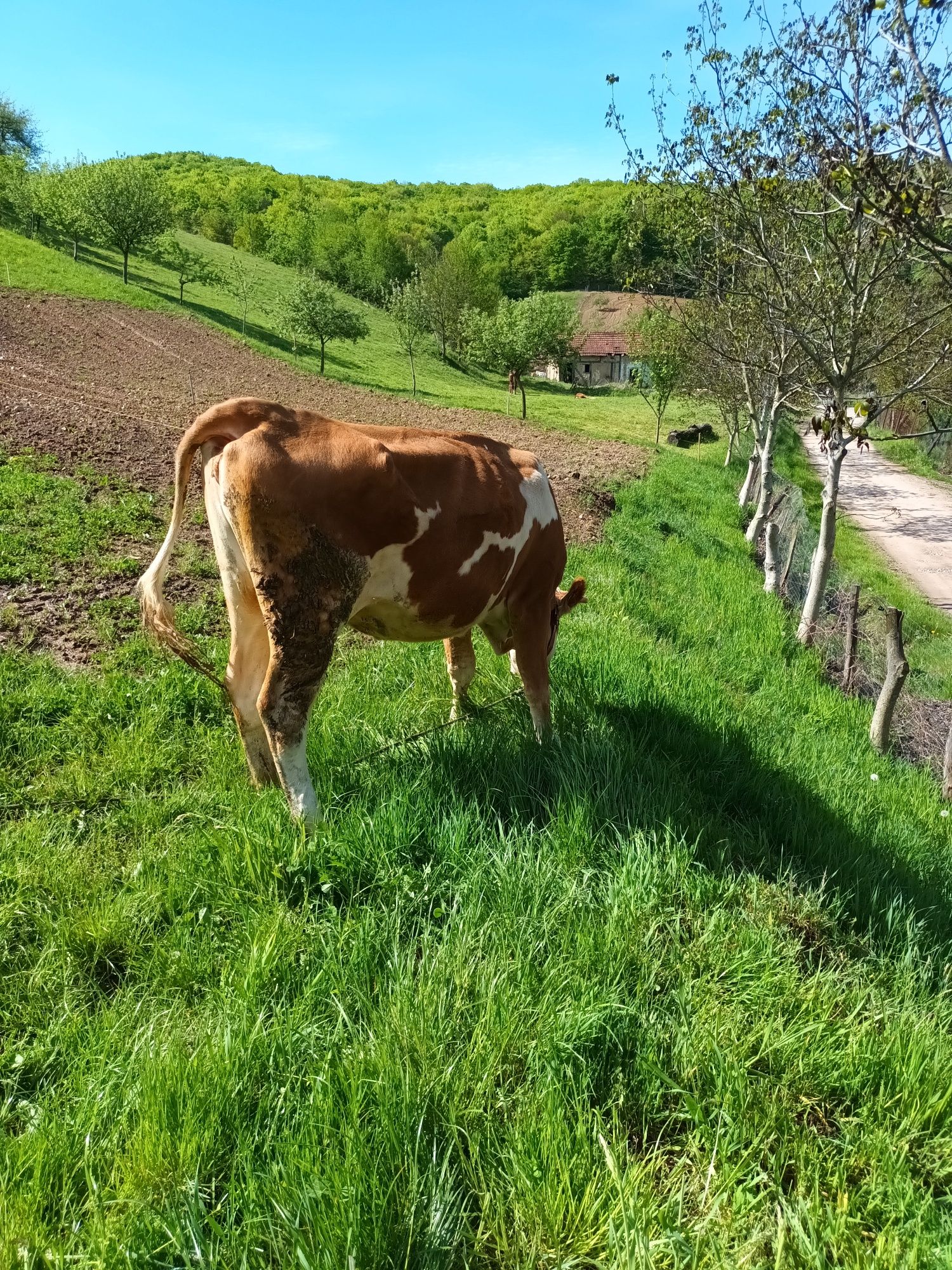 Vacă tânără de vânzare