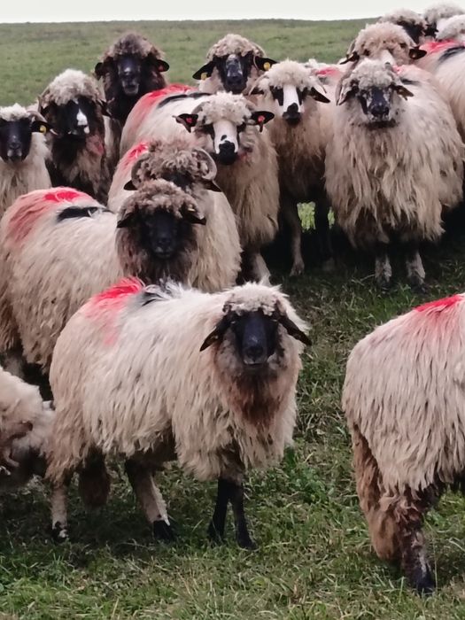 Vând oi țurcane tinere