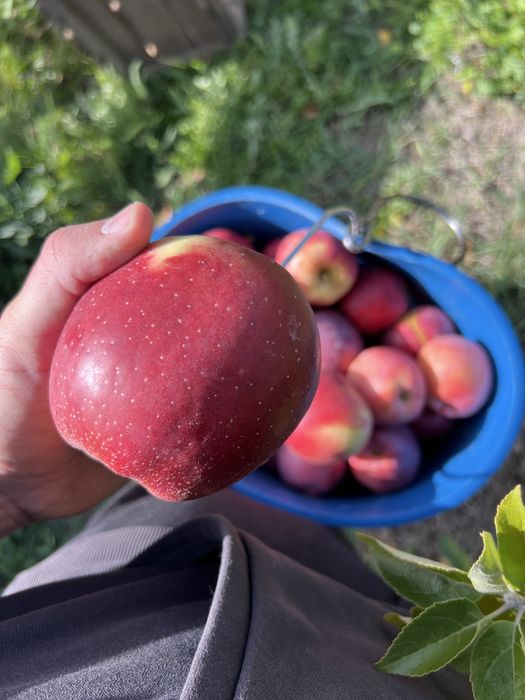 Vand mere, golden, ionatan, florina si de industrie!