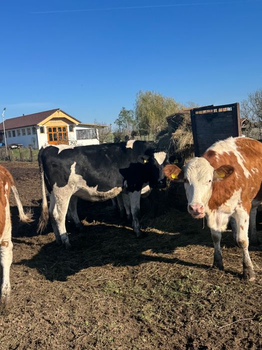 Vând vaci bălțate și holstain