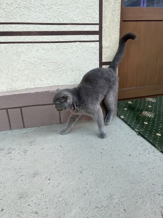 Кошка Scottish Fold
