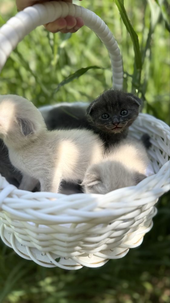 Мушуклар сотилади