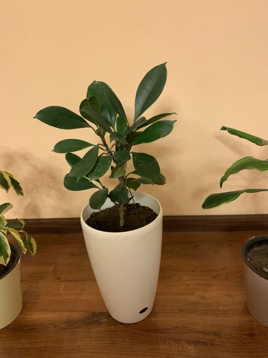 Домашние ростения