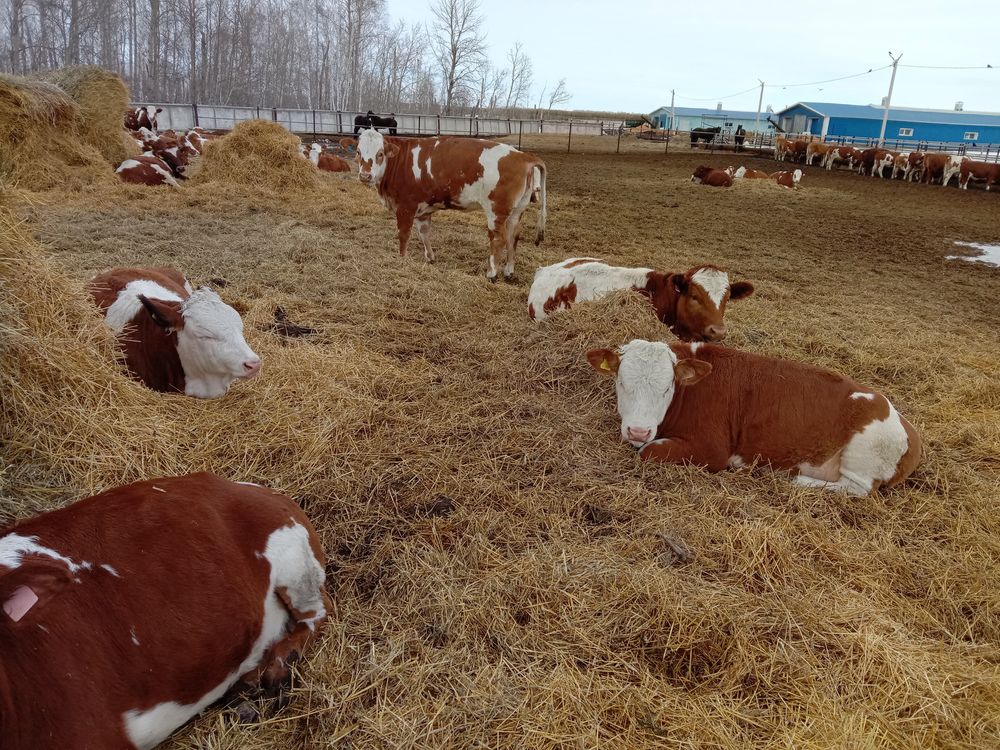 Продам племенных телок симментальской породы