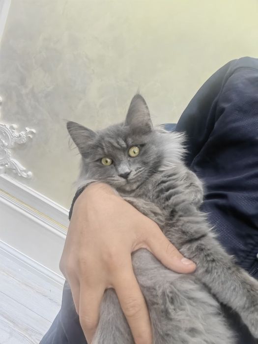 Кот породистый отдам даром почти