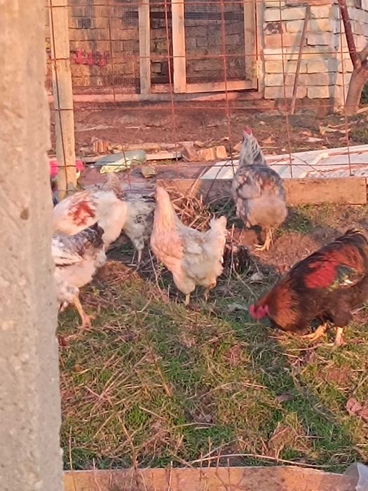 Млади петли на по 5 м