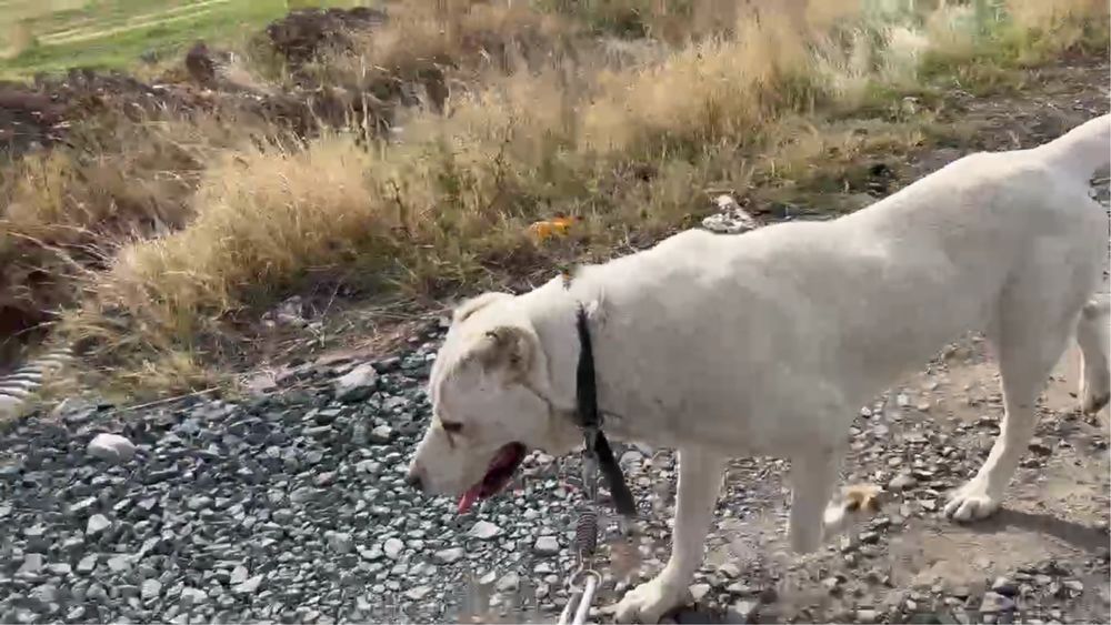 Свободно Женско Алабай