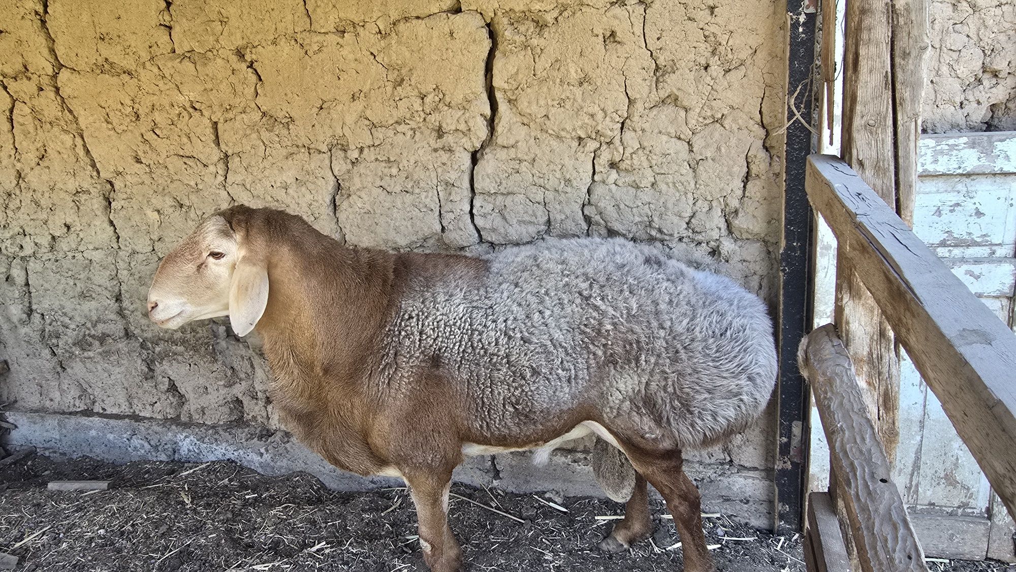 Kotta qoy sotiladi