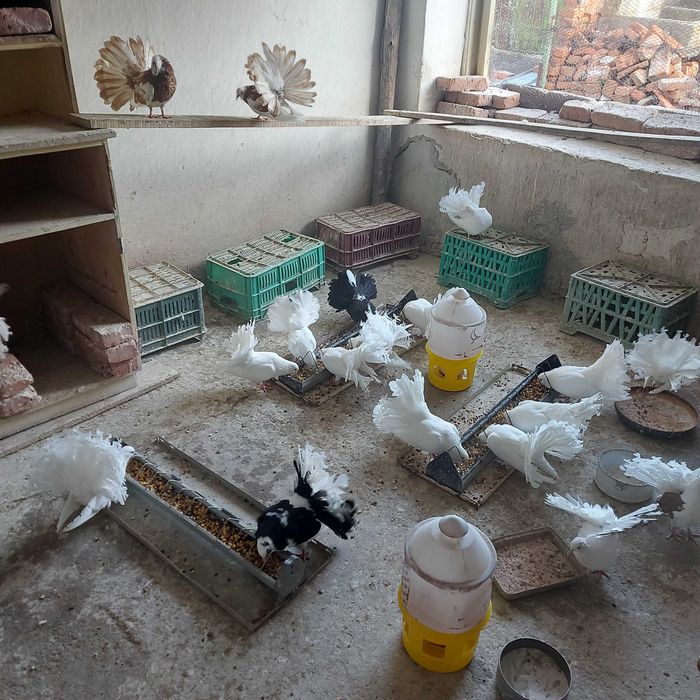 Продавам гълъби финерлии