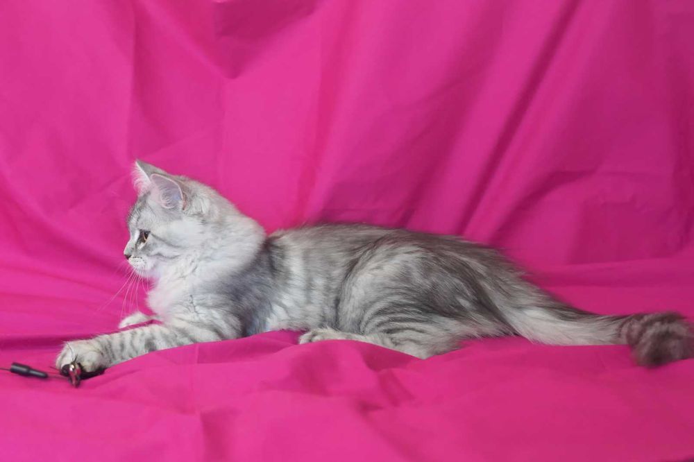 Pisica Siberiana - Felisa Autorizata