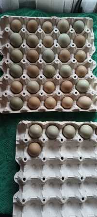 Vând oua de fazan