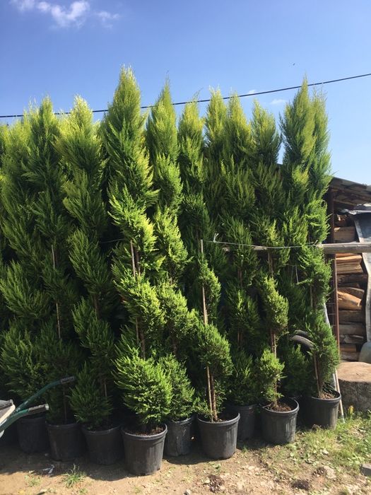 Tuia smaragd / Leylandi