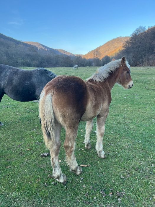 Vând 2 mânzi de 5 luni