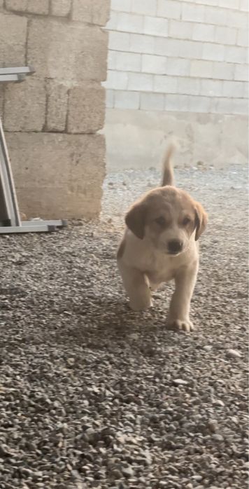 Тобеттің кушігі еркек