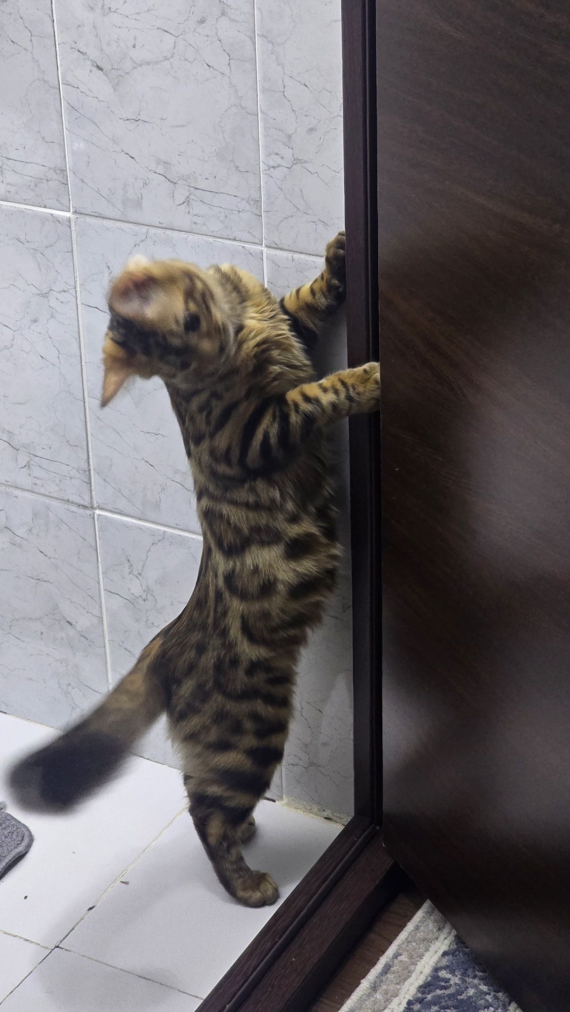 Чистокровный бенгаль