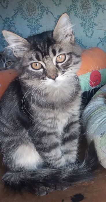 Котята страйт и фолд, смотрите фото!