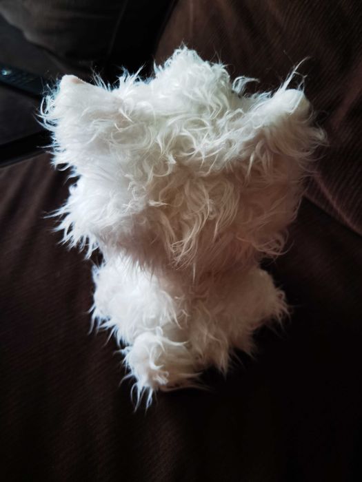 Rescue Runts - Коте 7